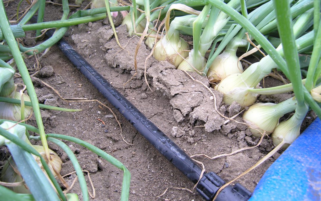 T-Tape Tropfbewässerungsschlauch von Rivulis in Zwiebeln