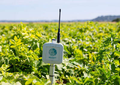 Tensiometer von Weenat im Einsatz in Kartoffeln